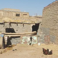 بز یکسال اویستن آمریکایی|حیوانات مزرعه|تایباد, |دیوار