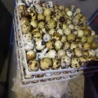 تخم بلدرچین نطفه دار باز دهی بالا|حیوانات مزرعه|خمینیشهر, |دیوار