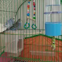 جفت مرغ عشق