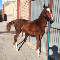 اسب|اسب و تجهیزات اسب‌سواری|اردکان, |دیوار