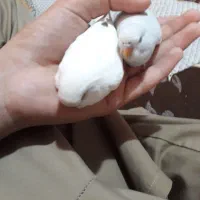 مرغ عشق نیمه دستی|پرنده|قم, باغ کرباسی|دیوار