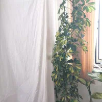 درختچه شفلرا|گل و گیاه طبیعی|دهگلان, |دیوار