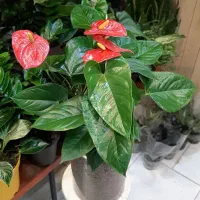 سانسوریا/زاموفیلیا/گل و گیاه آپارتمانی بنسای|گل و گیاه طبیعی|فردیس, فردیس|دیوار