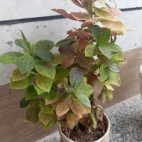 گل طبیعی هفت رنگ