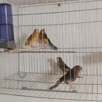 دوجفت قناری مولد