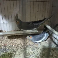 جوجه‌عروس‌هلندی