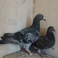 کفتر پلاکی|پرنده|شیراز, گویم|دیوار