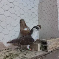 کبوتر اصفهانی