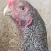 مرغ خروس لاری هندی