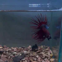 فروش انواع نژاد فایتر و غذا های هیکاری|ماهی|تهران, صادقیه|دیوار