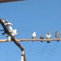 ۱۲تا کبوتر پرشی خوب|پرنده|معصومیه, |دیوار