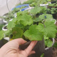 گل سینره|گل و گیاه طبیعی|تالش, جوکندان|دیوار