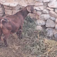 بز شیرا|حیوانات مزرعه|قائن, |دیوار