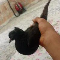 نر دوم اسبی بی غلط معاوضه