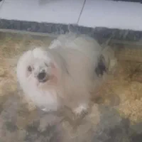 سگ گمشده|حیوانات|شهریار, شهریار|دیوار