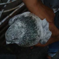 کبوتر کله سبز