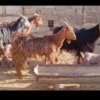 بز کهره دار ترکی جوان در فیروزآباد|حیوانات مزرعه|شیراز, درکی|دیوار