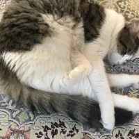 واگذاری حیوانات