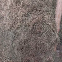 یونجه برای علوفه دام