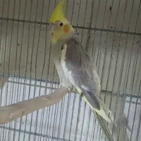 عروس هلندی ماده و چند عدد جوجه تازه دون خور|پرنده|قم, نوبهار|دیوار