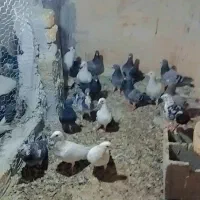 کبوتر پرشی