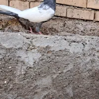 کبوترماده کت برف|پرنده|باوی, |دیوار