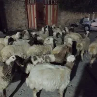 میش