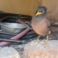 مینا|پرنده|بم, |دیوار