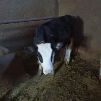 گوساله  ماده