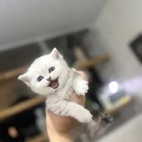 بچه گربه اسکاتیش سیلور چینچیلا|گربه|تهران, بلوار کشاورز|دیوار