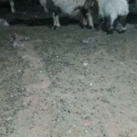 4عددمیش گم شده