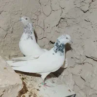 یک جفت کله ای