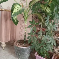 گل فروشی