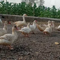 اردک‌‌اسرائیلی‌وبوقلمون‌سه‌ماهه