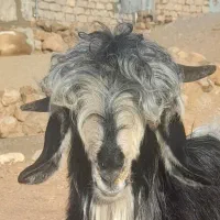 بیگ تختی|حیوانات مزرعه|میانکوه, |دیوار