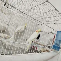 جفت عروس هلندی و جفت مرغ عشق مولد