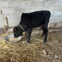 گاو گوساله نر|حیوانات مزرعه|رضوانشهر, |دیوار