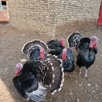 بوقلمون زنده