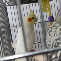 فروش عروس هلندی