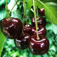 گیلاس|گل و گیاه طبیعی|مشهد, توس (بلوار توس)|دیوار