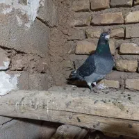 طوقی کوهی