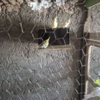 عروس هلندی|پرنده|قائن, |دیوار