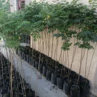 نهال زیتون تلخ، کم آب، رشد سریع، غیرمثمر