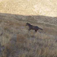 کره اسب مشکی نژاد دار