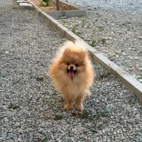 موتور یا گوشی معاوضه با پامرانین ماده اصیل وارداتی|سگ|شهریار, شهرک شاهد|دیوار