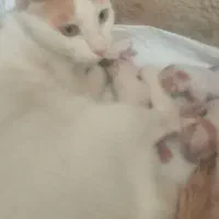 واگذاری گربه یکساله ونیم با سه بچه گربه یکروزه