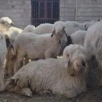گله گوسفند دام سپید با ۲۵ سال سابقه ۱۰۰٪ اورگانیکی