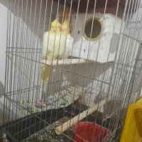 عروس هلندی نر ماده