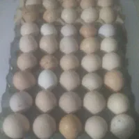 تخم‌ مرغ محلی نطفه دار تضمینی