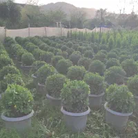 لاوسون ، یاس هلندی،شمشاد،فونیکس، شمشاد پیوندی|خدمات باغبانی و درختکاری|چابکسر, |دیوار